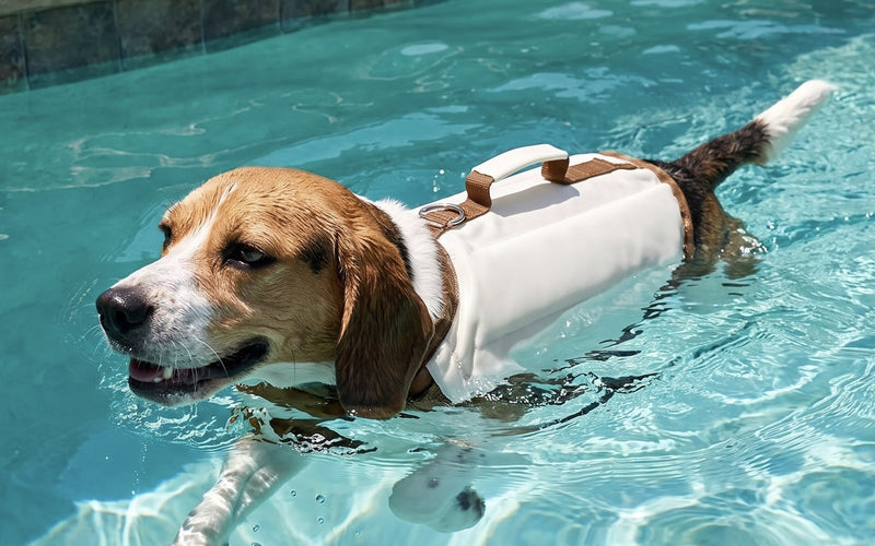 A beagle swimming across a bright pool wearing the life jacket